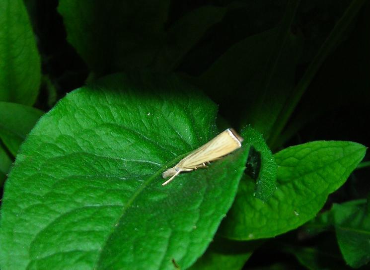 Micro da ID (3) - Agriphila straminella